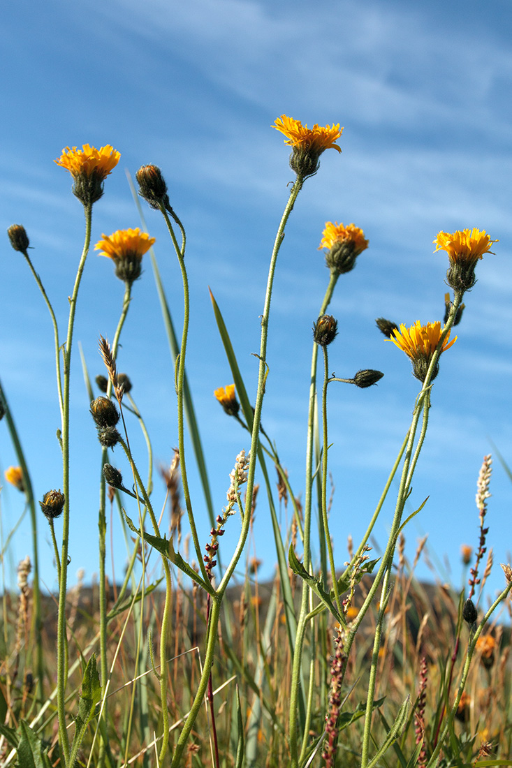 Изображение особи род Hieracium.