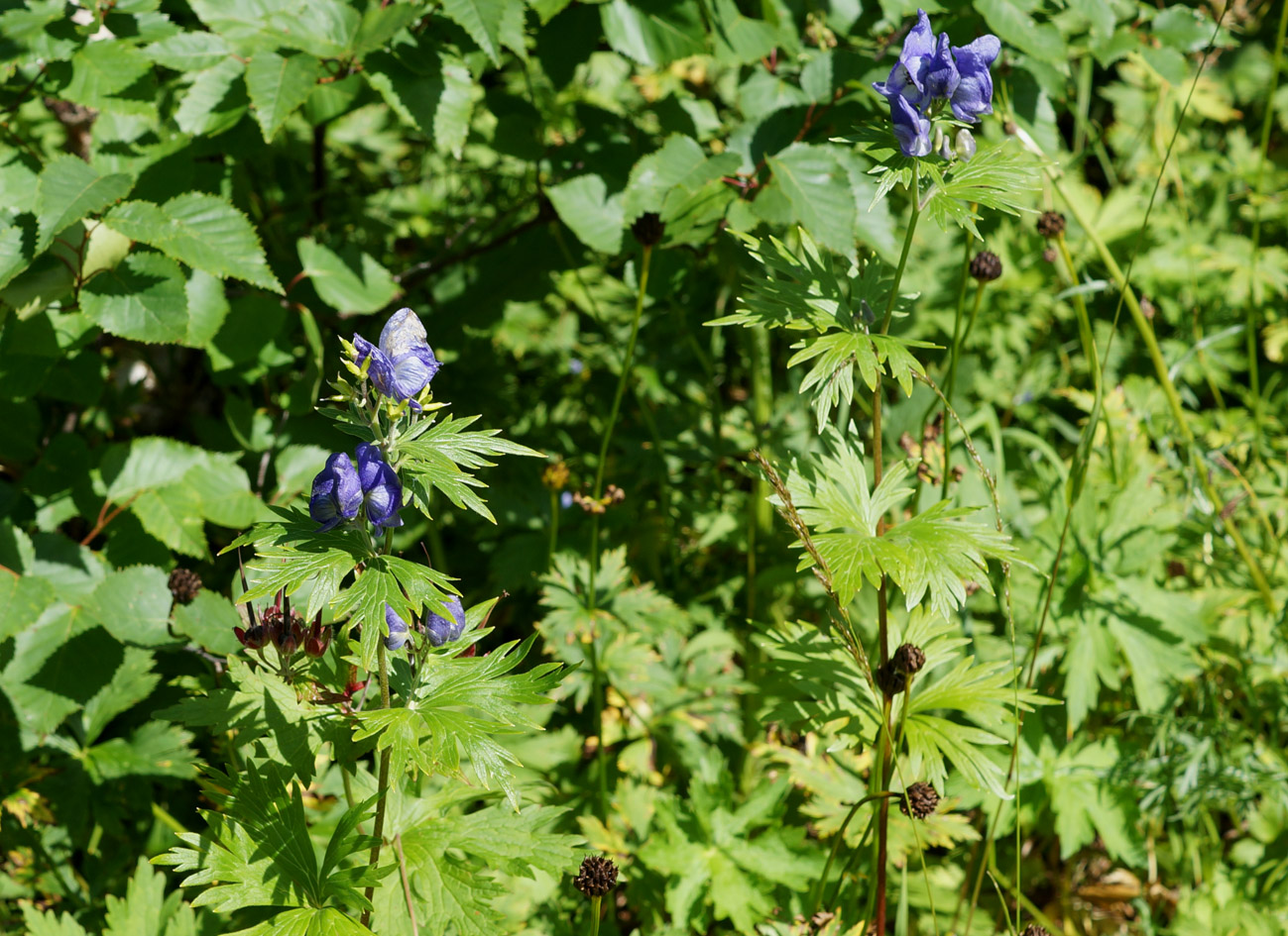 Изображение особи Aconitum maximum.