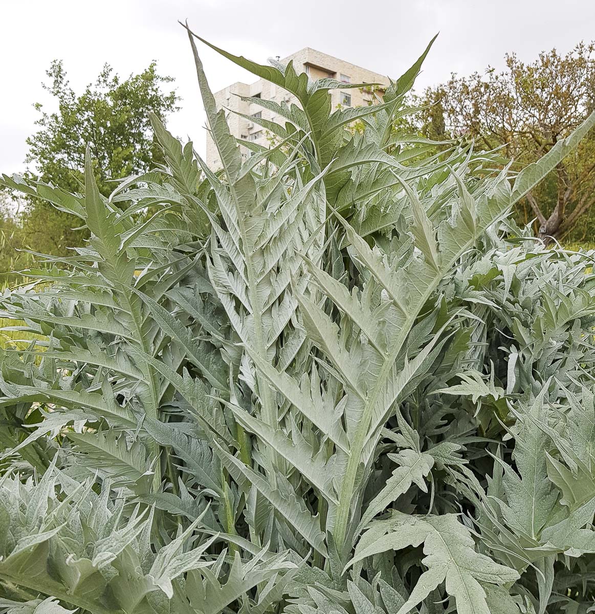 Изображение особи Cynara scolymus.