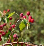 Malus &times; robusta