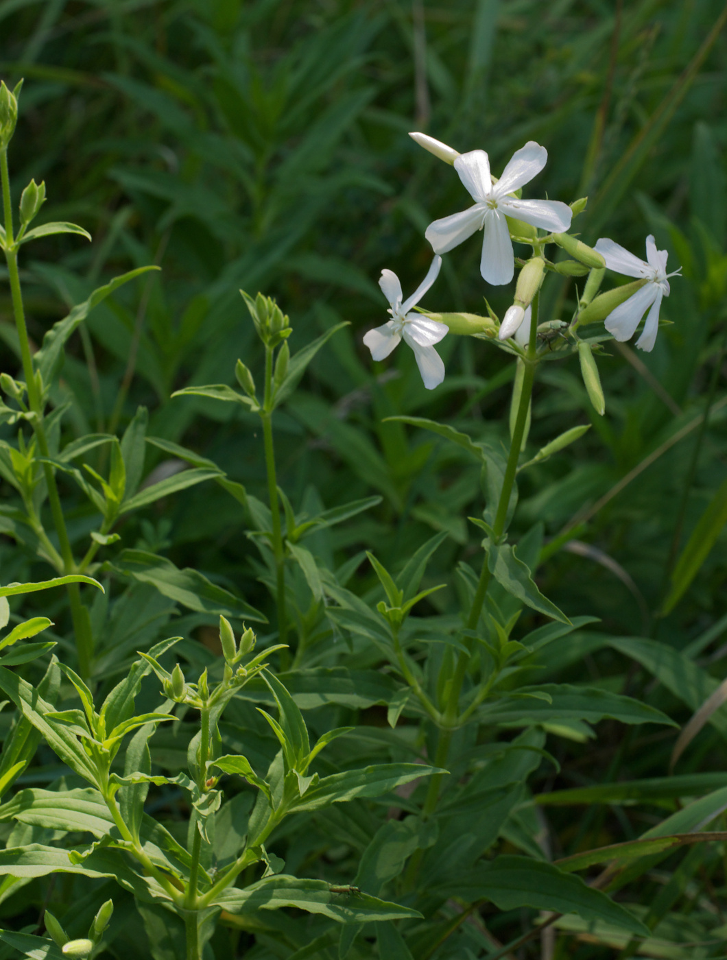 Изображение особи Saponaria officinalis.