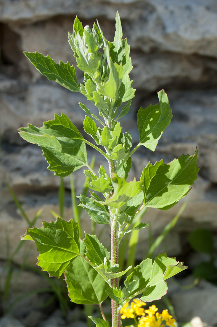 Изображение особи Chenopodium album.