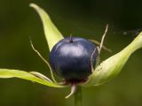 Paris quadrifolia