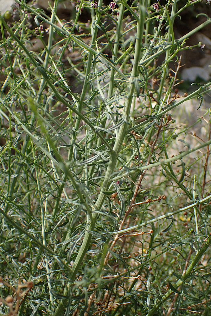 Image of Scrophularia bicolor specimen.