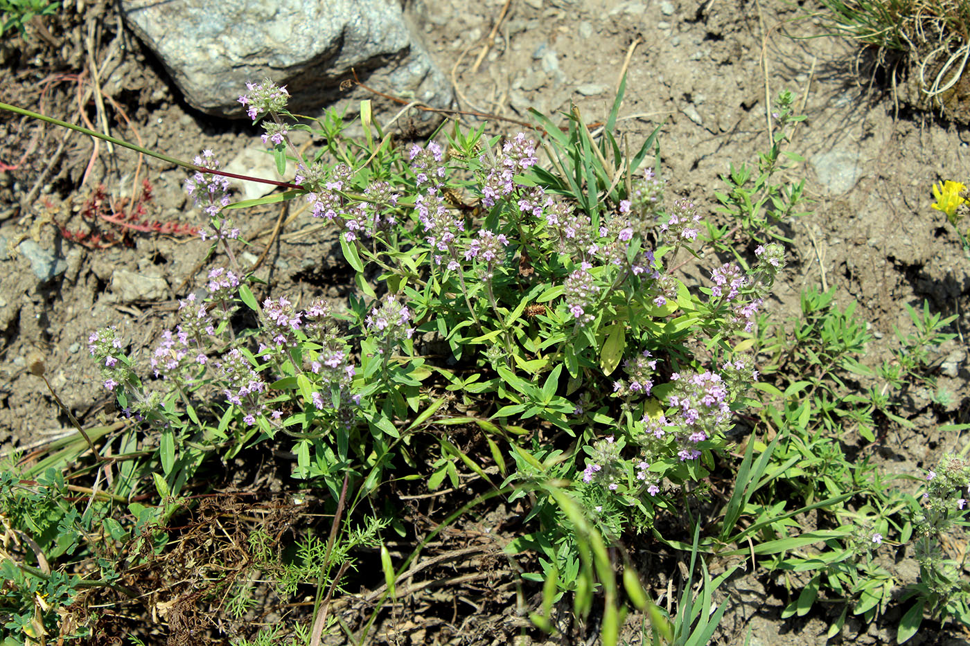 Изображение особи Thymus marschallianus.