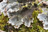 genus Peltigera. Часть слоевища. Псковская обл., Пустошкинский р-н, берег озера, зеленомошный сосновый лес с участием Betula. 05.05.2018.