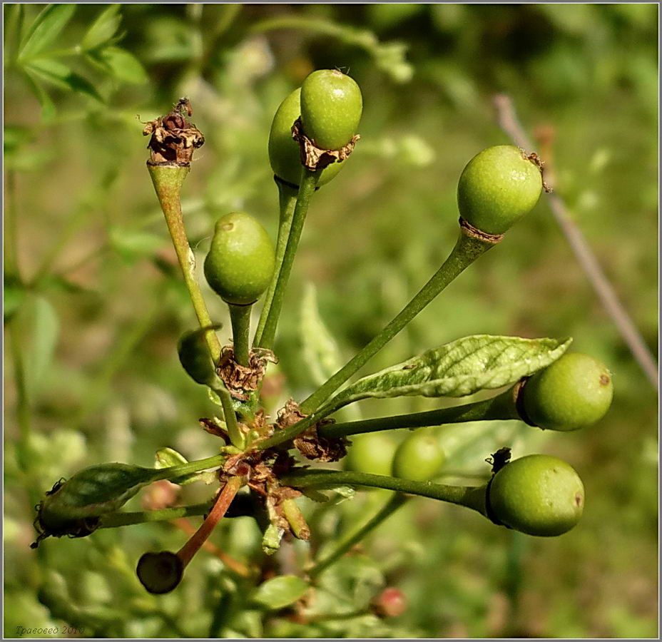 Image of Cerasus fruticosa specimen.