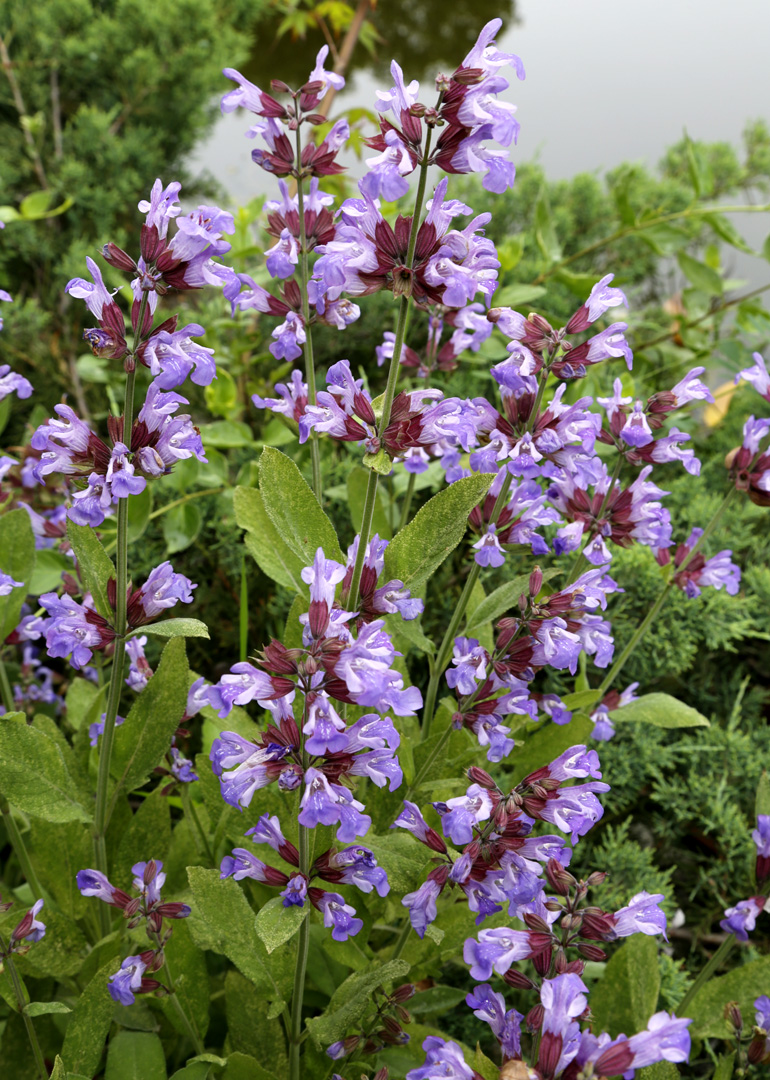 Изображение особи Salvia officinalis.