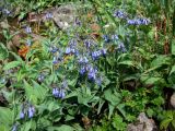 Mertensia pubescens. Верхушки цветущих растений в сообществе с плодоносящей Saxifraga на приснежной лужайке. Магаданская обл., окр. г. Магадан, п-ов Старицкого, истоки горного руч. Холодный. 10.08.2019.