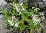 Silene foliosa