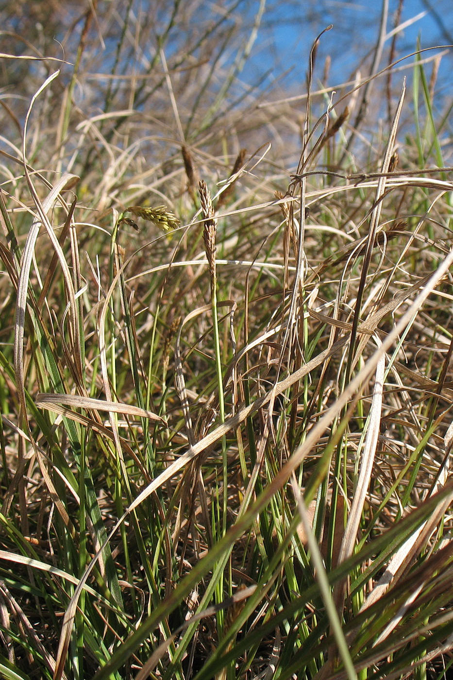 Image of Carex obtusata specimen.