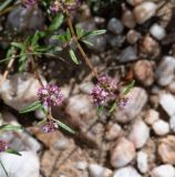 Gisekia africana