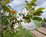 Prunus domestica