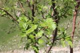 Sorbus turkestanica