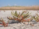 Salicornia perennans. Зацветающее растение. Краснодарский край, м/о Анапа, окр. станицы Благовещенская, Витязевский лиман, на обсохшем дне. 17.08.2014.