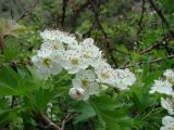 Crataegus songarica. Соцветие. Узбекистан, хр. Нуратау, Нуратинский заповедник, ур. Хаятсай, долина горной речки, полевая база заповедника, 950 м н.у.м. 06.05.2012.