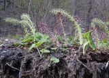 Petasites hybridus