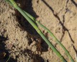 Equisetum × moorei