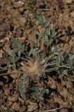 Astragalus scabrisetus