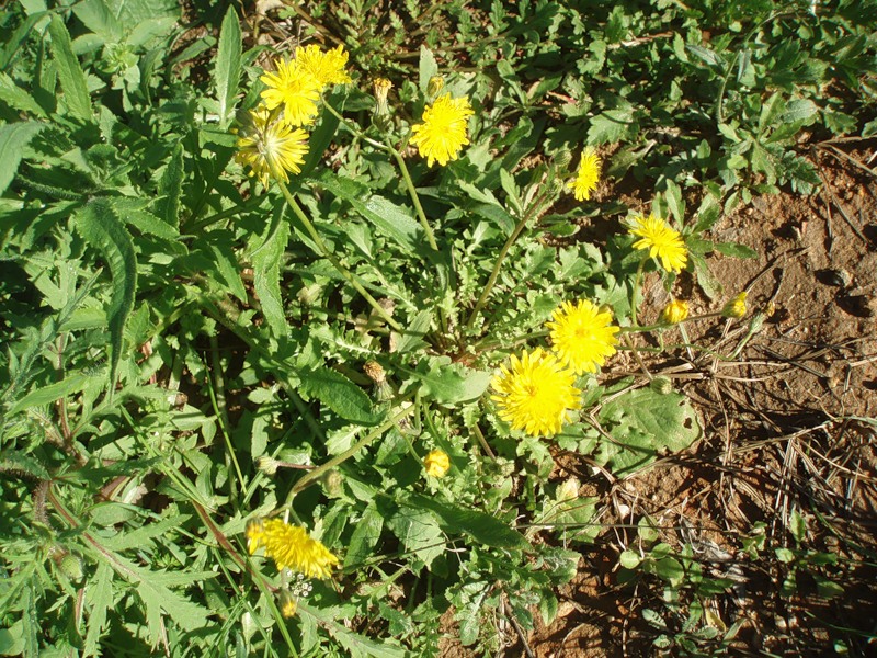 Изображение особи род Crepis.