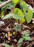 Aristolochia steupii