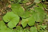 Tussilago farfara