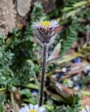 Erigeron pallidus