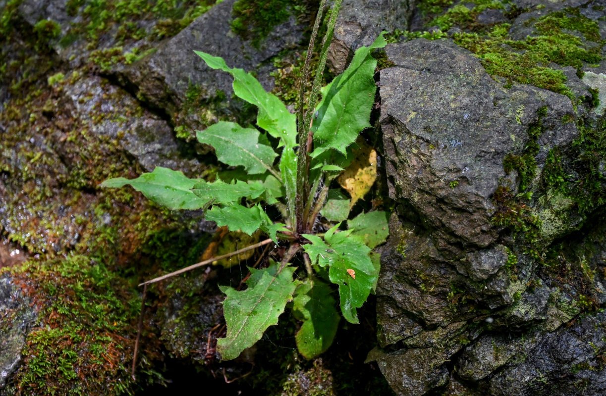 Изображение особи род Hieracium.