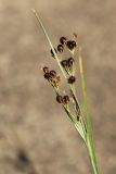 Juncus compressus