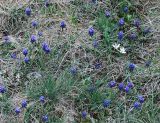 Muscari neglectum