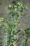 Euphorbia paralias. Верхушка плодоносящего растения. Черногория, окрестности города Ульцинь. 08.07.2011.