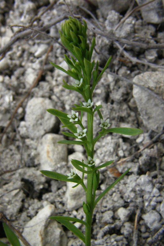 Image of genus Thesium specimen.