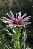 Tragopogon marginifolius. Верхушка цветущего растения. Южный Казахстан, горы Каракус. 20.04.2012.