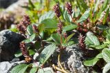 Salix reticulata