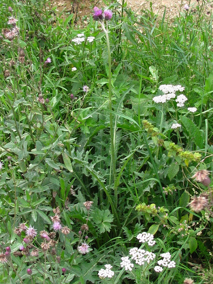 Изображение особи Cirsium rivulare.