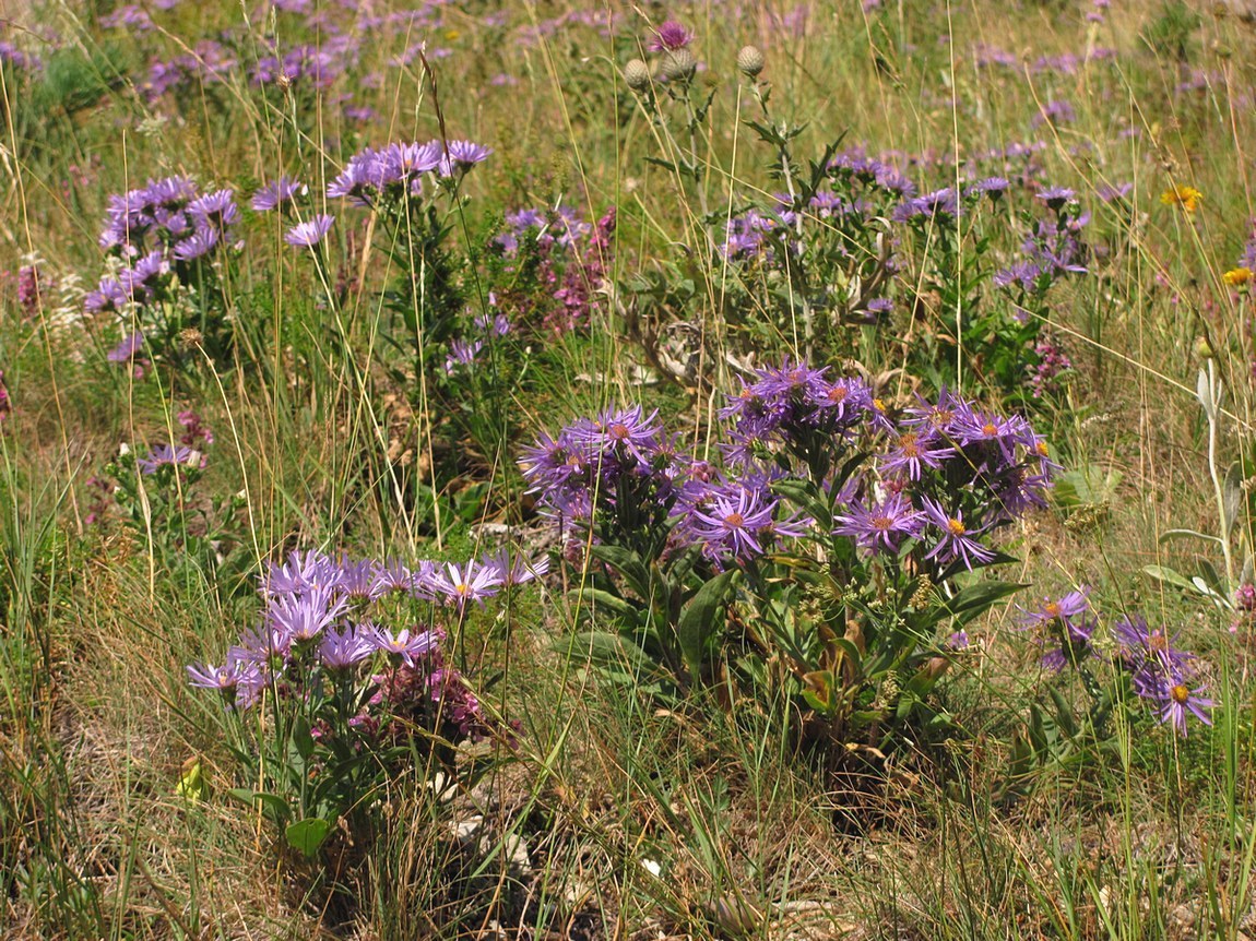 Изображение особи Aster ibericus.