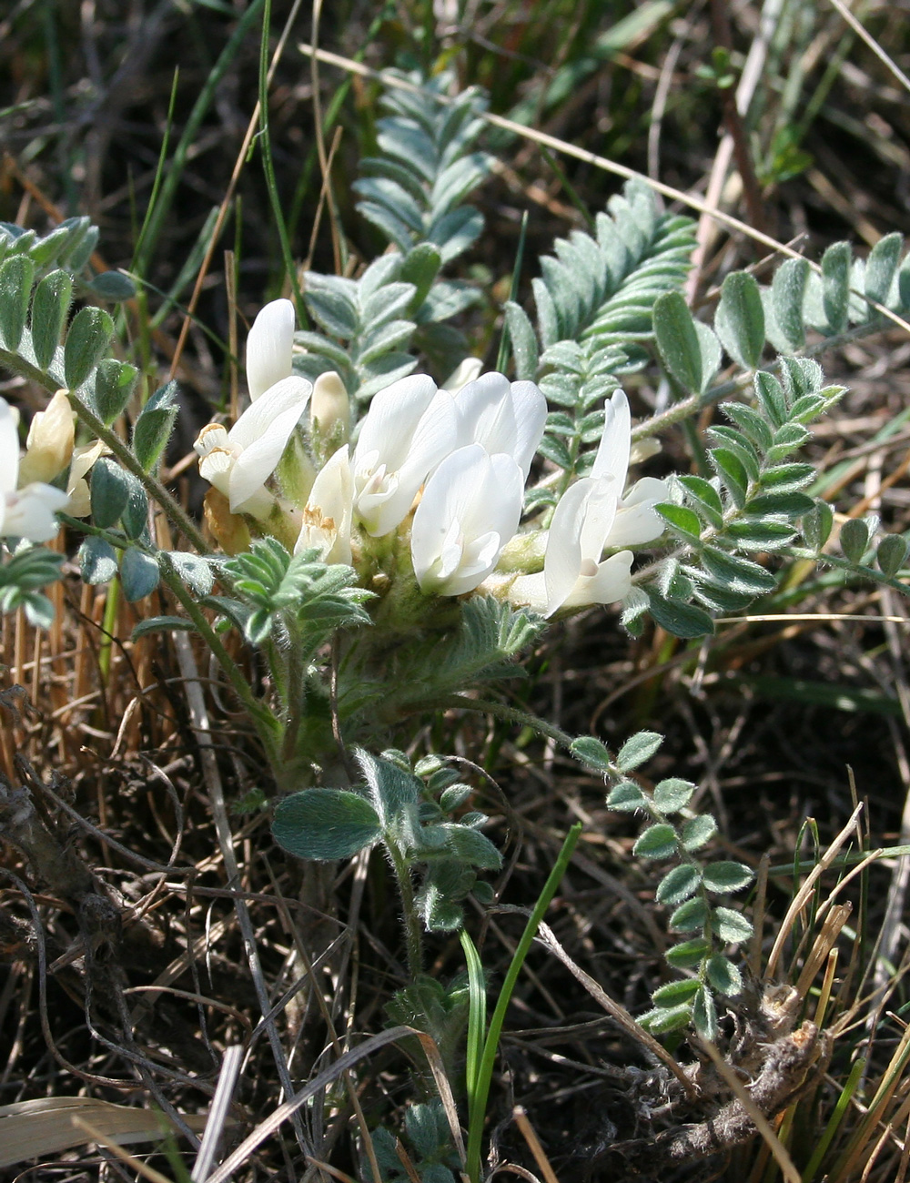 Изображение особи Astragalus testiculatus.