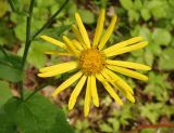 Doronicum austriacum. Соцветие-корзинка с кормящимися насекомыми. Украина, Львовская обл., Дрогобычский р-н, г. Трускавец, Помярки, лес. 03.06.2014.