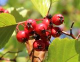 Crataegus chrysocarpa разновидность rotundifolia. Плоды. Ярославская обл., г. Переславль-Залесский, дендрологический сад. 18.09.2014.