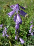 Campanula ruthenica. Соцветие. Крымский природный заповедник, Бабуган-Яйла. 19.07.2009.