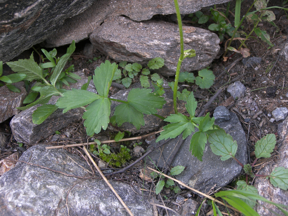 Изображение особи Heracleum apiifolium.