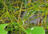 Cassytha filiformis