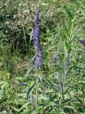 Veronica longifolia. Верхушки цветущих побегов. Якутия (Саха), Нерюнгринский р-н, окр. перевала Тит, около ручья. 26.06.2008.