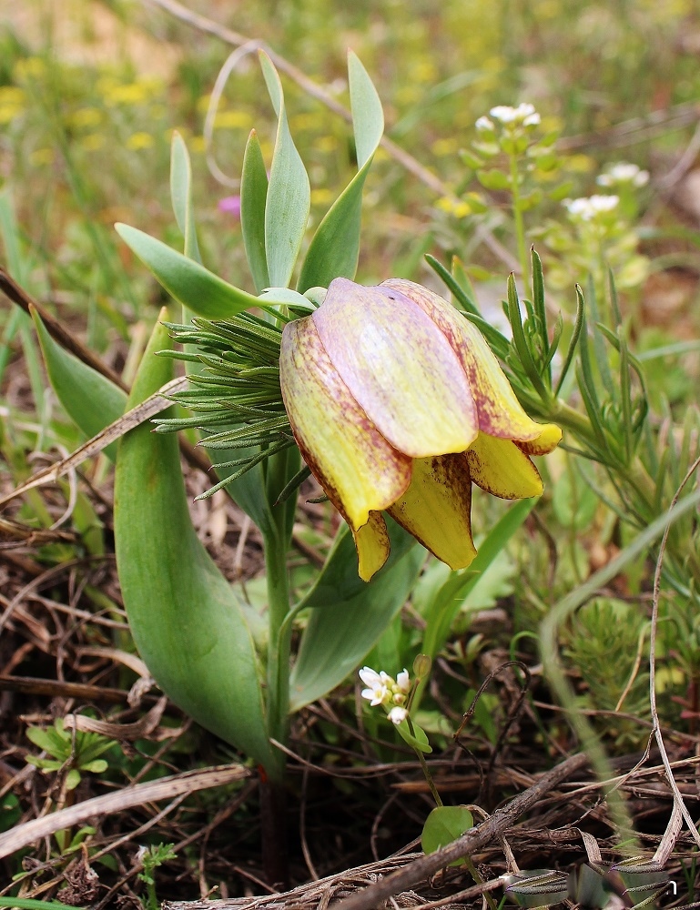 Изображение особи Fritillaria kurdica.