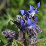 Borago officinalis