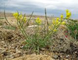 Erysimum kazachstanicum. Цветущее и плодоносящее растение на мелкощебнистом участке. Казахстан, Карагандинская обл., подножье горы Бектауата. 13.05.2014.