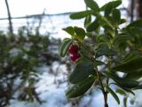 Vaccinium vitis-idaea. Верхняя часть перезимовавшего растения с прошлогодними плодами. Карелия, Лоухский р-н, окр. дер. Нильмогуба, о-в Кривой. Март 2015 г.