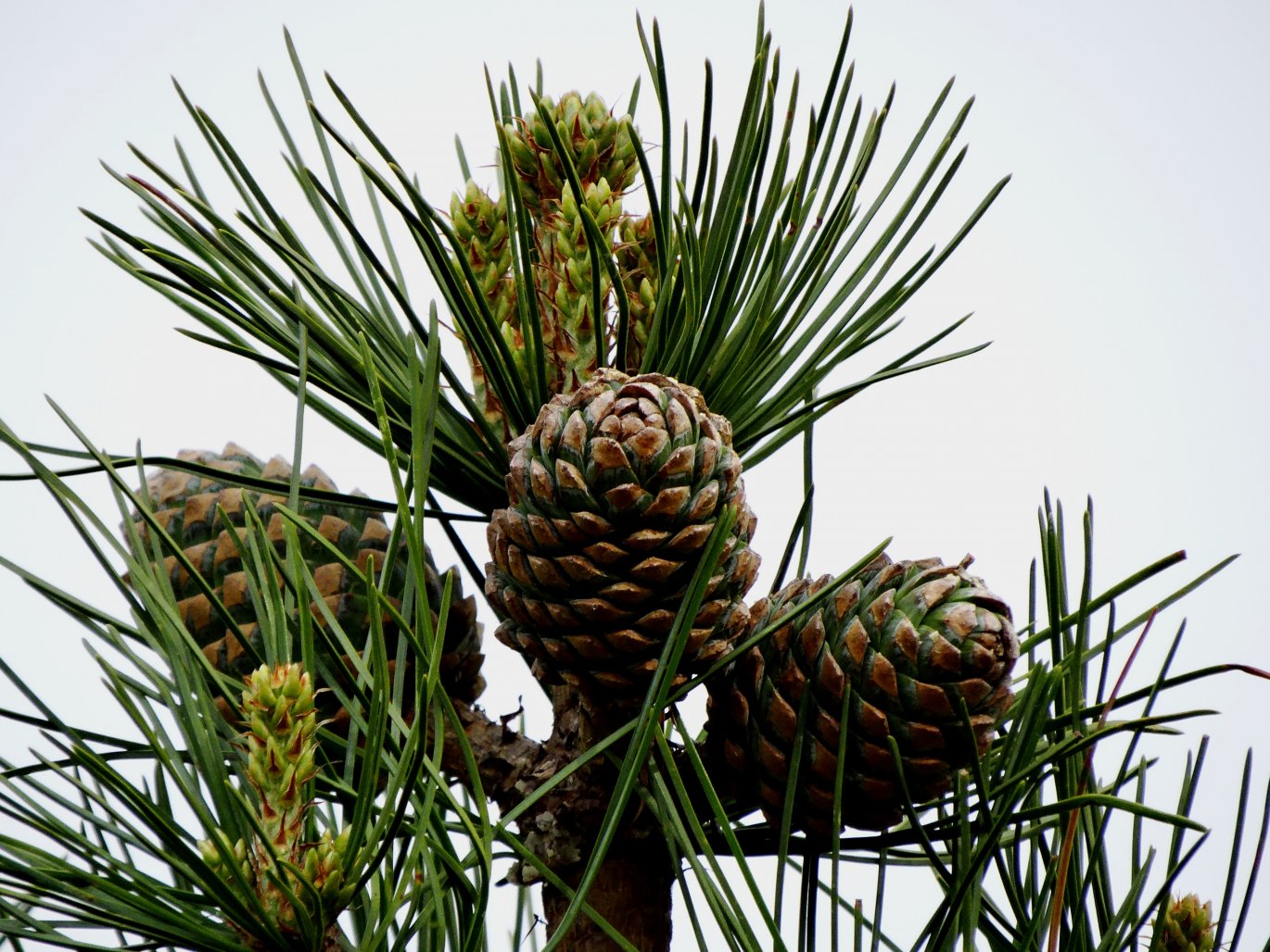 Изображение особи Pinus koraiensis.