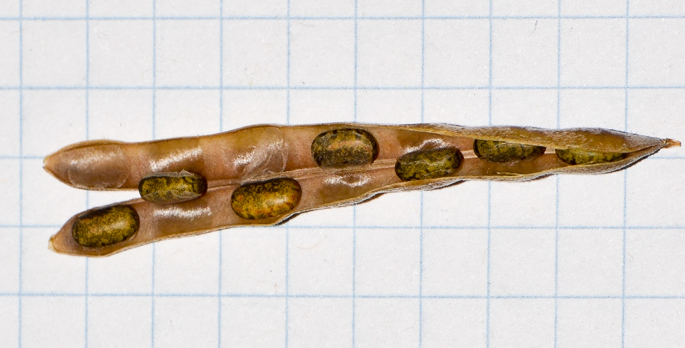 Изображение особи Tephrosia apollinea.