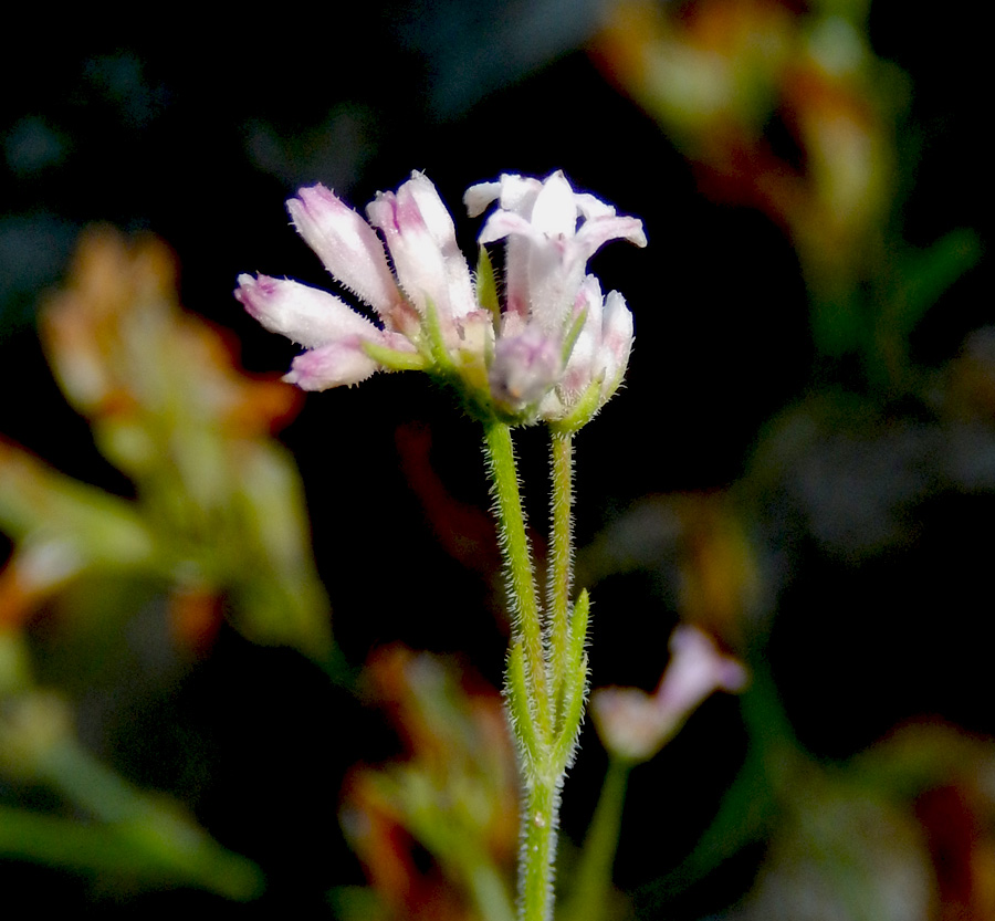 Изображение особи Asperula markothensis.